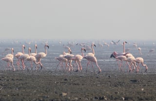 Picture of Sewri