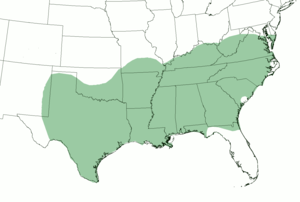 Picture of Southern American English