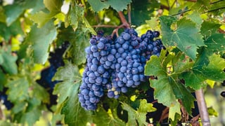 Picture of Sangiovese