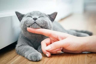 Picture of Purr