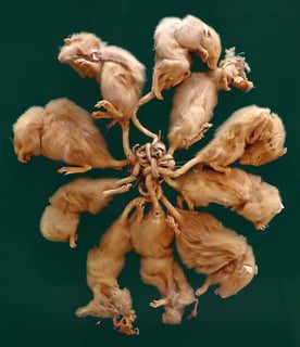 Picture of Rat king
