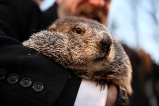 Picture of Punxsutawney Phil