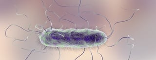 Picture of Proteus