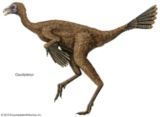 Picture of Caudipteryx
