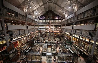 Picture of Pitt Rivers Museum