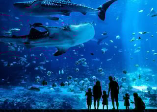 Picture of Georgia Aquarium