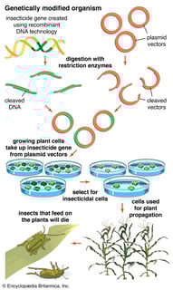 Picture of Genetically modified organism