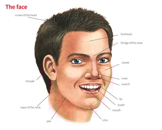 Picture of cheek