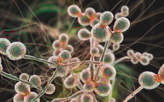 Picture of Candida