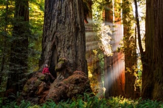 Picture of Redwood National and State Parks