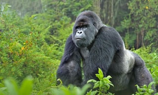 Picture of Gorillas