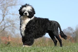 Picture of Water dog