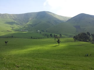 Picture of Masisi