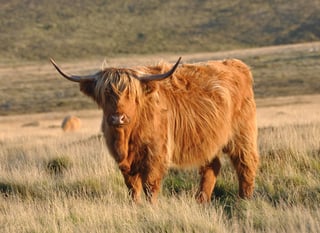 Picture of Highland