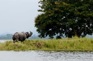 Picture of Kaziranga National Park