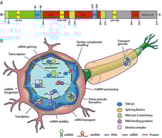 Picture of TAR DNA-binding protein 43