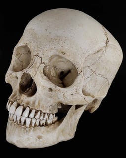Picture of human skull