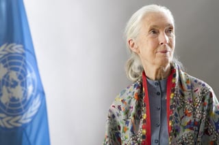 Picture of United Nations Messengers of Peace