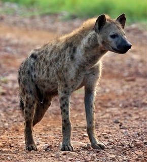 Picture of Hyenas