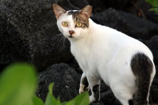 Picture of Feral cat