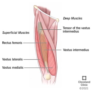 Picture of quadriceps femoris muscle