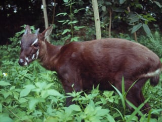 Picture of Saola
