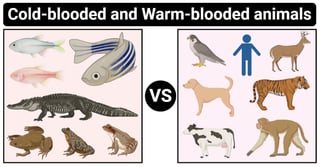 Picture of Warm-blooded