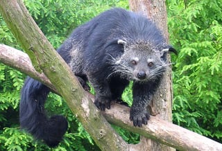 Picture of Binturong