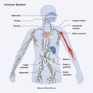 Picture of immune system