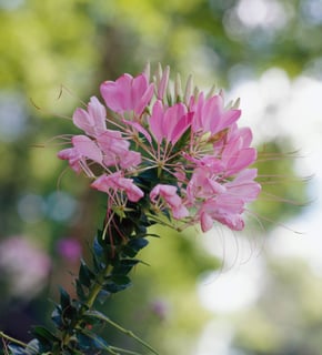 Picture of Spider flower