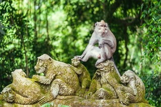 Picture of Ubud Monkey Forest