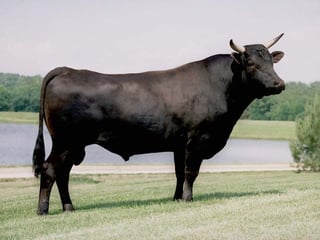 Picture of Wagyu
