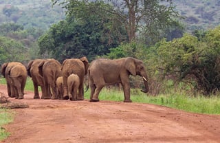 Picture of Virunga National Park