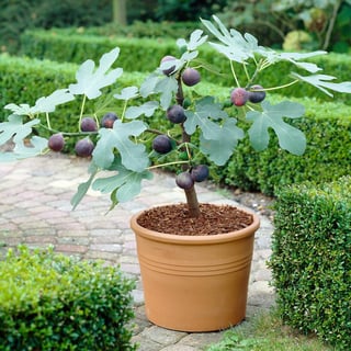 Picture of Fig