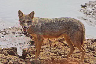 Picture of Jackal