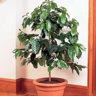 Picture of Coffea arabica