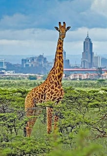 Picture of Nairobi National Park