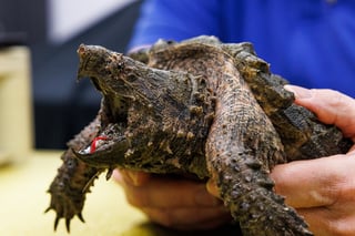 Picture of Alligator snapping turtle