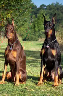 Picture of Guard dog