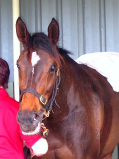 Picture of Makybe Diva