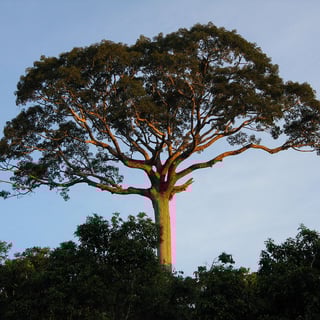 Picture of Kapok tree