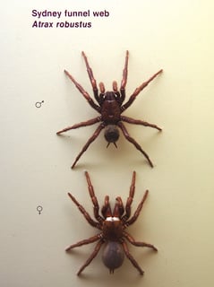 Picture of Sydney funnel-web spider