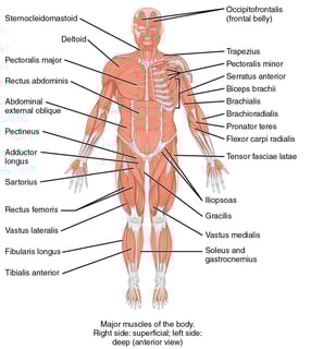 Picture of Muscle