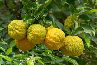 Picture of Bergamot orange