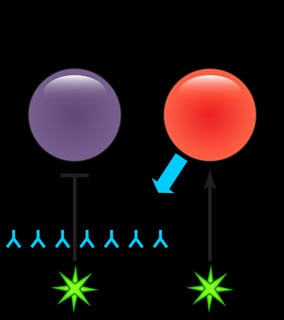 Picture of memory B cell