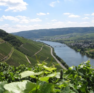 Picture of Moselle