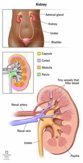 Picture of kidney
