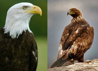 Picture of Bald and Golden Eagle Protection Act