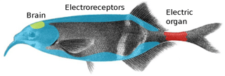 Picture of Electroreception and electrogenesis