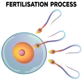 Picture of Fertilisation